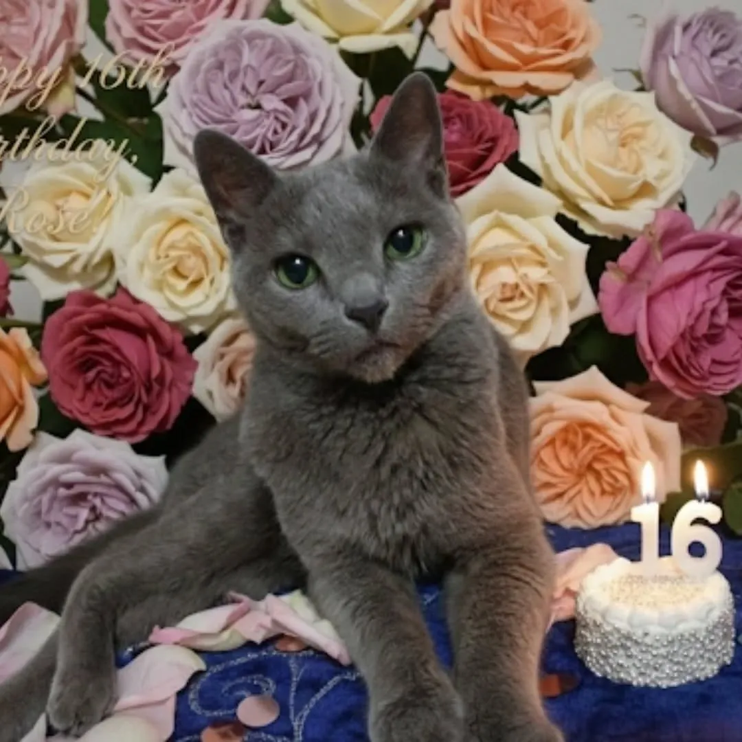 💖Happy Birthday 💝to my 🐈 Rose🌹